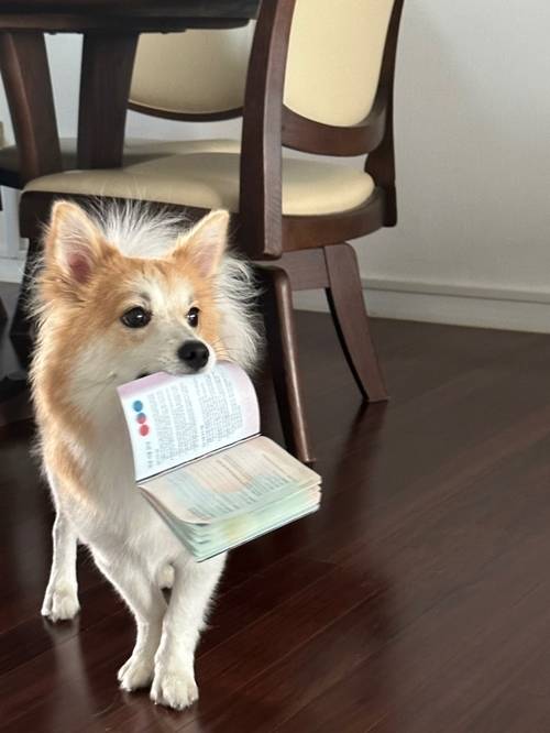 정유지가 반려견 도토리를 소개했다. 사진=정유지