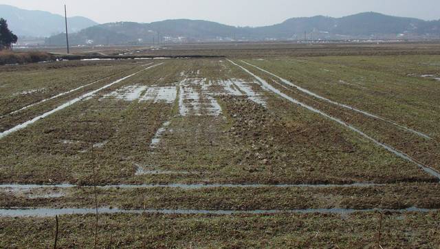 배수로 정비 불량으로 인해 습해가 발생한 밀·보리 밭. 농촌진흥청