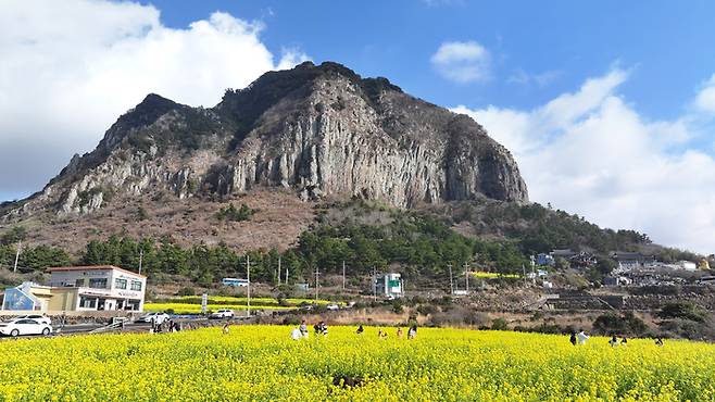 지난달  31일 오전 제주 서귀포시 안덕면 사계리를 찾은 관광객이 활짝 핀 유채꽃 사이에서 봄이 가까워짐을 실감하고 있다. [연합뉴스]