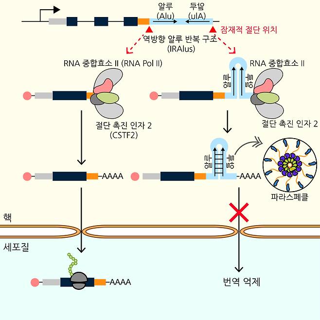 역방향 알루 반복 구조(IRAlus)로 인한 유전자 발현 조절 기전 모식도.[KAIST 제공]