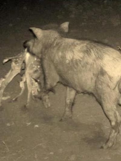 멧돼지가 새끼사슴을 물어가는 장면이 포착됐다. 직접 사냥한 것인지 사체를 먹는 것인지는 불분명하지만 육식도 한다는 게 확인된 장면이다./California Sportsman Magazine