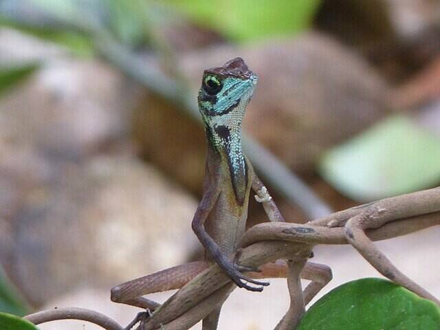 인도 남부의 서고츠 산맥에 사는 캥거루도마뱀. 위키피디아코먼스