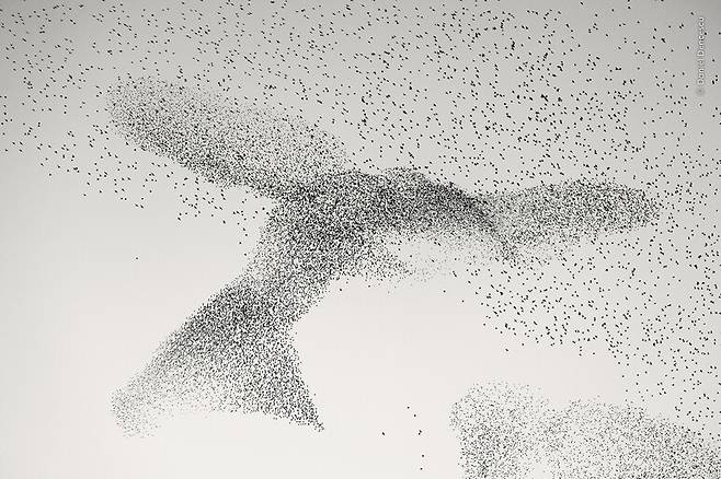 이탈리아 로마 시내에서 촬영된 ‘찌르레기의 비행’(Starling Murmuration)은 무리 지어 둥지로 돌아가는 찌르레기의 매혹적인 비행을 담고 있다. 다니엘 덴세쿠/런던자연사박물관 제공