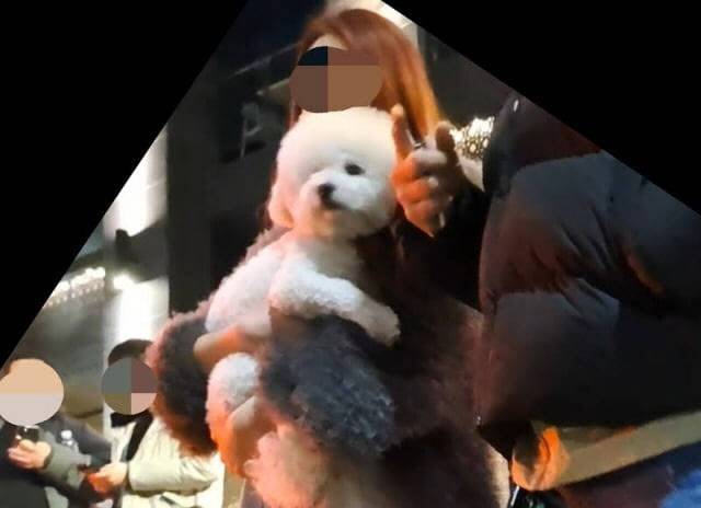 지난 3일 새벽 서울 강남구 논현동에서 발생한 음주운전 사망 사고 당시 피의자 안씨가 반려견을 끌어안고 있는 모습. (사진=유튜브 채널 ‘카라큘라 미디어’ 캡처)