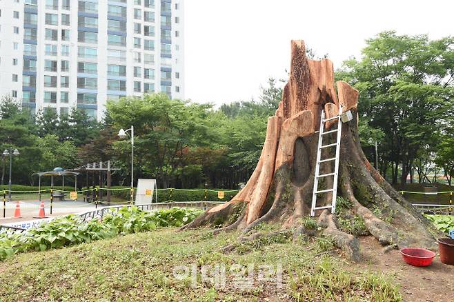 영통 느티나무.(사진=경기관광공사)