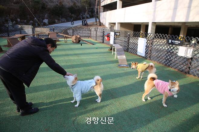 시바견 삼남매 윤고양·호이·아지(왼쪽부터)와 보호자 윤남신씨가 켄싱턴리조트 충주 펫파크를 찾았다.  이윤정 기자