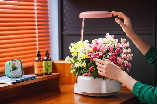 고객이 교원웰스의 꽃모종 정기구독 상품 ‘플로린’을 이용해 꽃을 기르고 있다. [사진 제공 = 교원웰스]
