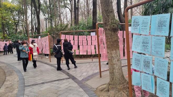 6일 중국 쓰촨성 청두 런민공원의 공개 구혼장에 공개 구혼서들이 붙어 있다. 청두/최현준 특파원