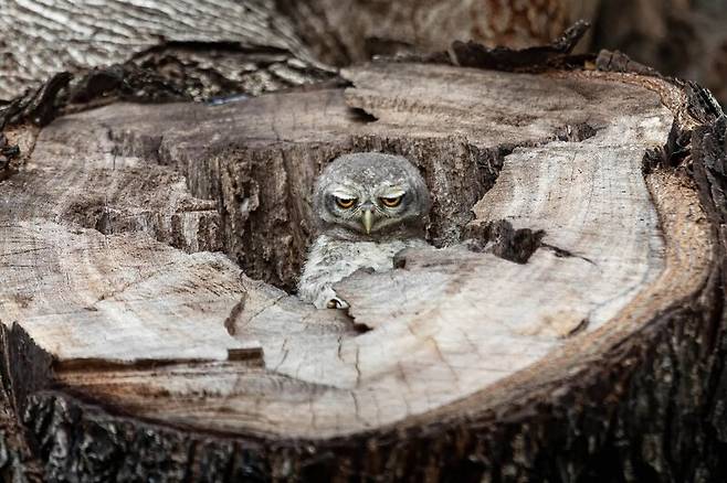 재밌는 자연 부문 1위 ‘월요일’. Panisara Sripratoom/The Nature Photography Contest