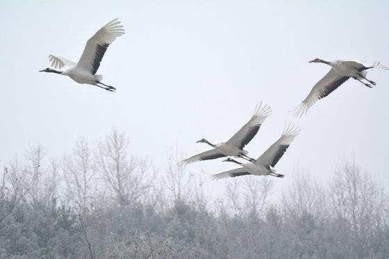 두루미 월동지인 경기도 연천군 민간인출입통제선 내 임진강 빙애여울 상공을 날고 있는 두루미 무리. 사진 이석우 임진강생태네트워크 대표