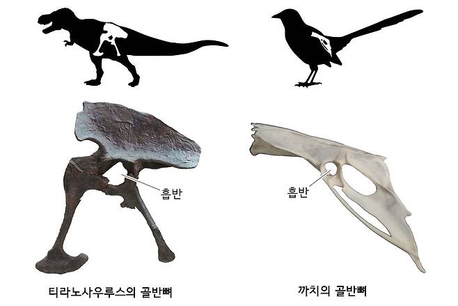 티라노사우루스와 까치의 골반뼈. 허벅지뼈와 맞닿는 오목한 흡반이 뚫려 있다. ⓒ박진영