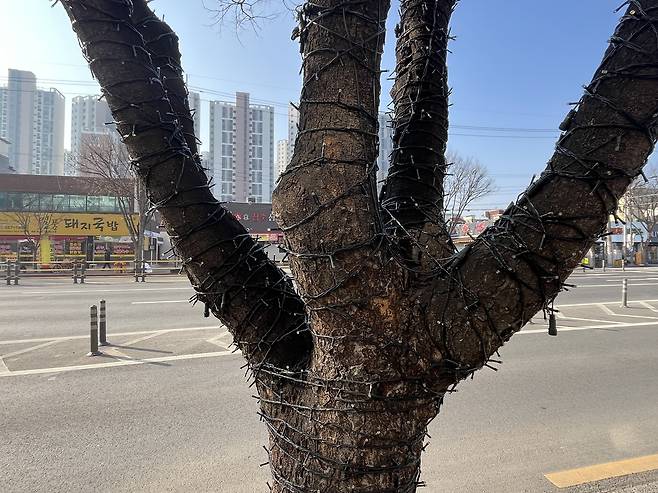 가로수에 감긴 조명 [촬영 황수빈]