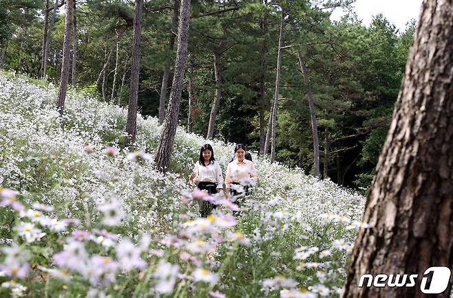 강진 옴천 구절초동산.(강진군 제공) ⓒ News1