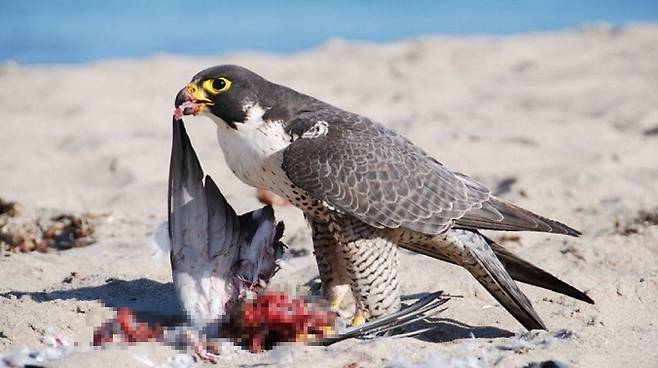 매에게 사냥당한 비둘기의 사체가 처참하게 널브러져있다./World Animal Foundation