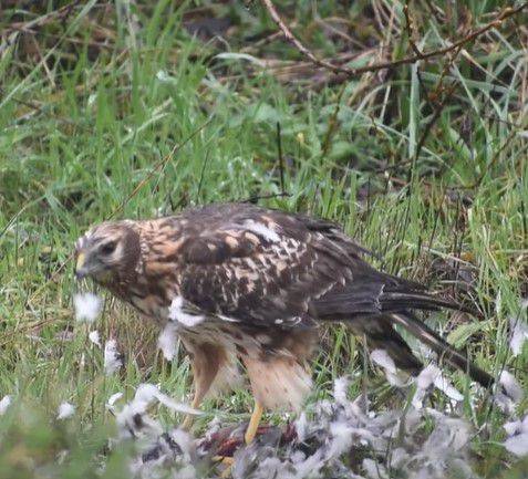 개구리매가 비둘기를 잡은 뒤 뽑아낸 깃털이 바람에 흩날려 주변 잎에 붙어있다./USFWS Columbia Pacific Northwest