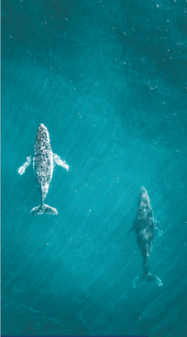 혹등고래 사진. 보고서 갈무리
