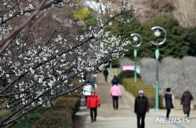 [부산=뉴시스] 하경민 기자 = 포근한 날씨를 보인 13일 부산 남구 대연수목원에서 활짝 핀 매화가 봄 소식을 전하고 있다. 2024.02.13. yulnetphoto@newsis.com