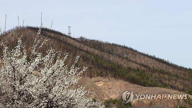 봄이 사라진 동해산불 피해지 (동해=연합뉴스) 유형재 기자 = 지난해 3월 대형산불이 났던 강원 동해시 대진동 일원의 산이 20일 봄이 왔음에도 아직 새 생명을 키워내지 못한 채 시커멓게 변해 있다. 2023.3.20 yoo21@yna.co.kr