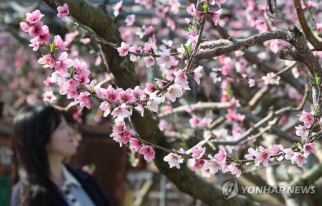 '미리 온 봄' (경산=연합뉴스) 윤관식 기자 = 포근한 날씨를 보인 13일 경북 경산시의 한 복숭아 하우스에 복사꽃이 만개해 있다. 2024.2.13 psik@yna.co.kr