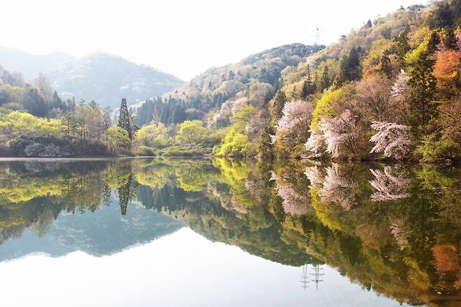 Seryangji Reservoir, in Hwasun, South Jeolla Province, offers amazing scenery. It reveals its true beauty in spring when the reflection of the cherry blossoms in the lake creates a beautiful scene along with the early morning fog. The site is especially popular among photographers. (Hwasun County)