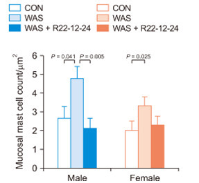 과민성장증후군 유사 증상을 겪는 쥐(WAS, 가운데 막대)에 로즈부리아 파에시스 투여 시(WAS+R22-12-24, 오른쪽 막대) 과민성장증후군 증상을 악화시키는 비만세포의 수가 크게 감소하며, 이러한 경향은 수컷(Male, 파란색) 쥐에서 두드러지는 결과를 보임. [분당서울대학교병원 제공]
