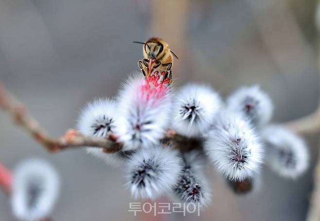 15일 경남 함양군 마천면 한 하천에서 버들강아지가 수줍게 꽃망울을 터뜨렸고, 그 위에 벌이 앉아 있다. /사진-함양군