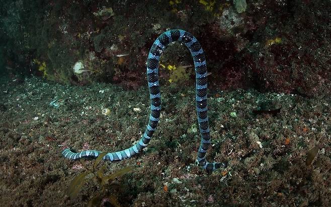 넓은띠큰바다뱀. 국립공원연구원 제공