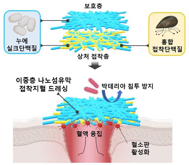 홍합과 누에고치 단백질로 만든 지혈제의 혈액 응고 과정 원리. 포항공과대학교 제공