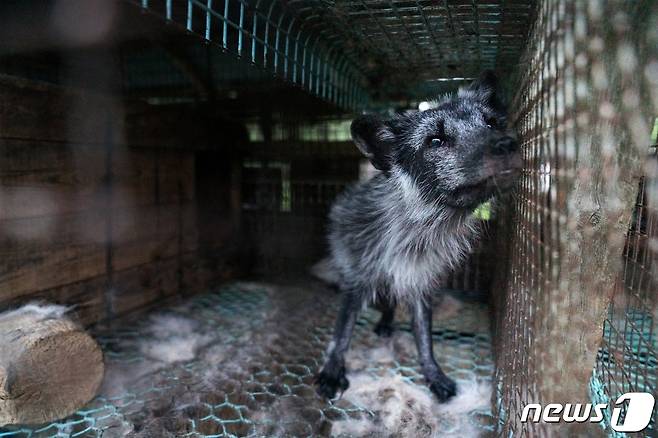 모피 제작을 위해 희생되는 동물들(한국HSI 제공) ⓒ 뉴스1