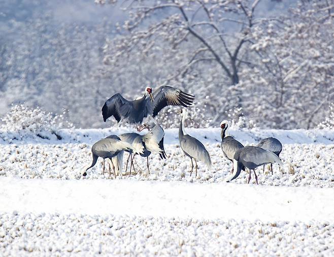 겨울철 두루미는 철원평야에서 흔히 볼 수 있다. 사진제공|철원군청