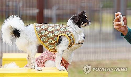 강아지 [연합뉴스 자료사진]