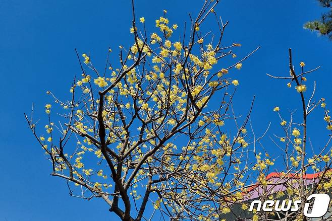 전남 나주 노안초등학교 교정에는봄의 전령사 노랑색 매화(납매화 蠟梅花) 가  3그루가 꽃망울을 터뜨려 화사하게 봄향기를 내뿜고 있다. 2024.2.17/뉴스1 ⓒ News1 김태성 기자