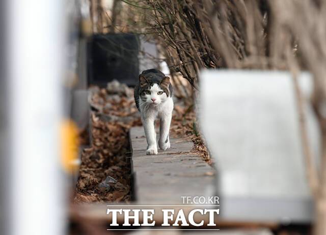 길고양이 야웅이 이날 오후 복권판매점을 향해 유유히 발길을 옮기고 있다.