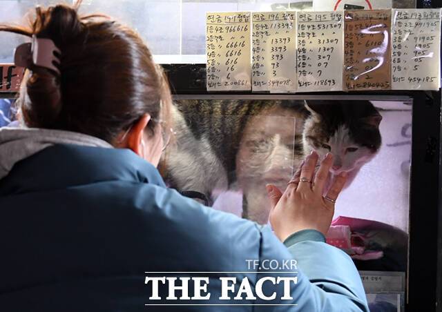 야웅이를 바라보는 시민들의 얼굴에 미소가 번졌다.