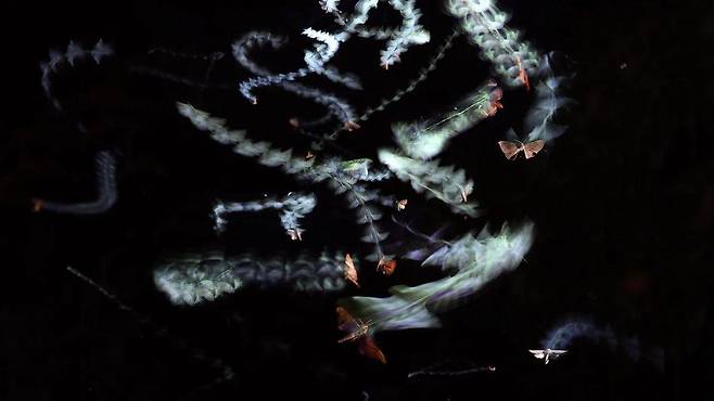 모션 감지 카메라를 통해 야간에는 곤충이 광원을 등진 채로 광원 주위 궤도에 갇힌 것처럼 움직인다는 게 밝혀졌다