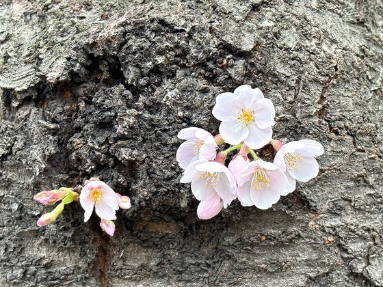 지난해 3월 24일 제주 전농로 벚꽃길 왕벚꽃축제 현장에 피어난 벚꽃. 최충일 기자