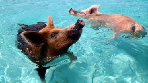 돼지 낙원 바하마 돼지섬.
