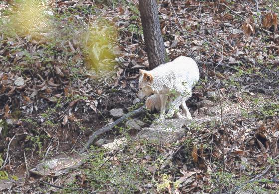 서울 은평구 구기동 주변 북한산 일대 등산로 주변으로 들개가 지나다니고 있다.  ［중앙포토］