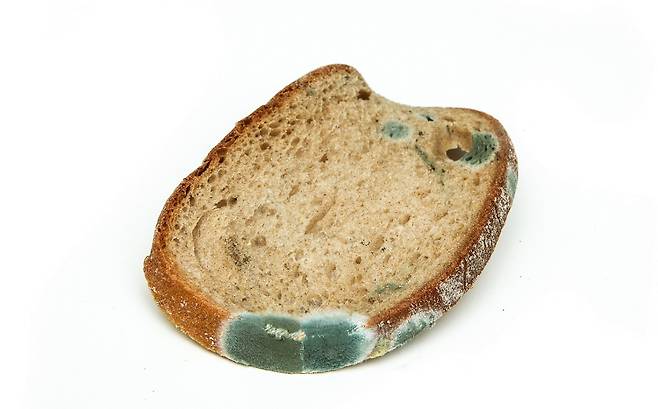 곰팡이 핀 빵./사진=게티이미지뱅크