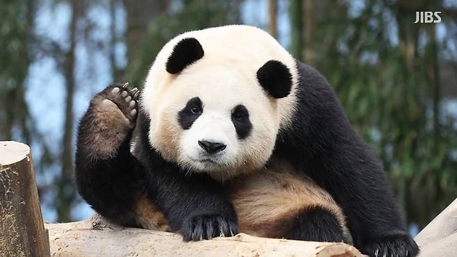 다음 달 3일까지만 만날 수 있는 푸바오 (사진, 에버랜드 SNS)