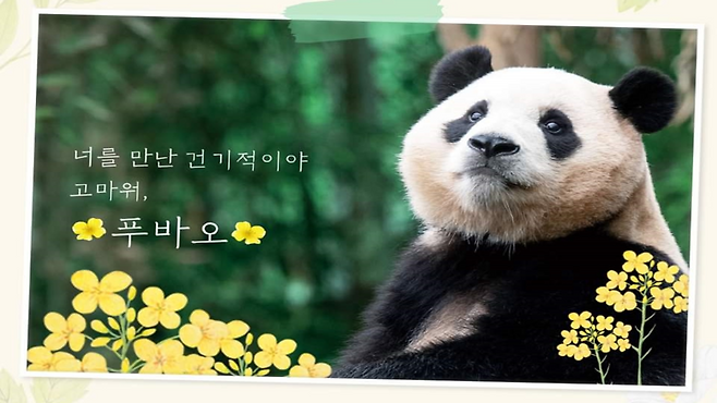 다음 달 3일까지만 만날 수 있는 푸바오 (사진, 에버랜드 SNS)