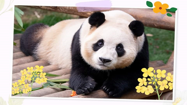 다음 달 3일까지만 만날 수 있는 푸바오 (사진, 에버랜드 SNS)