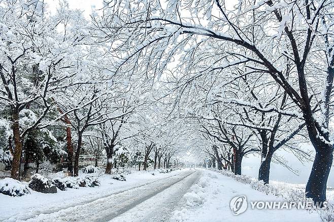 한겨울로 돌아간 속초 영랑호 (속초=연합뉴스) 강원 영동지역에 많은 눈이 내린 15일 영랑호 일대 나무에 눈이 수북이 쌓여 있다.  2024.2.15  [속초시 제공.재판매 및 DB 금지] hak@yna.co.kr