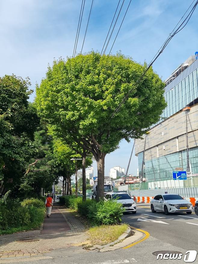 산림청 국립산림과학원은 강한 강도보다 단계적인 가지치기가 장기적인 관점에서 효과적이라고 밝혔다.