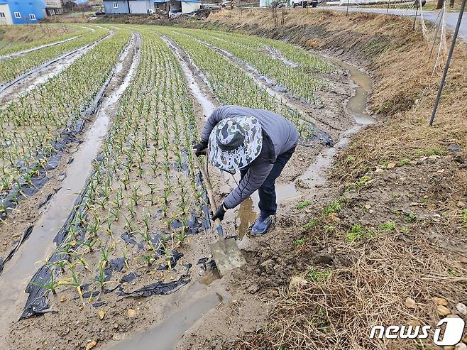 한 농민이 농지 배수로를 정비하고 있다. (서천군 제공)/뉴스1