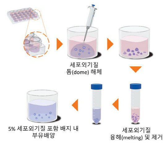 한국표준과학연구원은 나노물질이 인체에 미치는 독성을 정확하게 평가할 수 있는 '오가노이드 부유 배양법'을 개발했다. 



표준연 제공