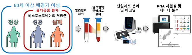 연구 흐름도. 정상인과 골다공증 환자, 비스포스포네이트 치료 성공과 실패 그룹을 분류해 말초 혈액에 존재하는 면역세포를 단일세포 전사체 분석했다.