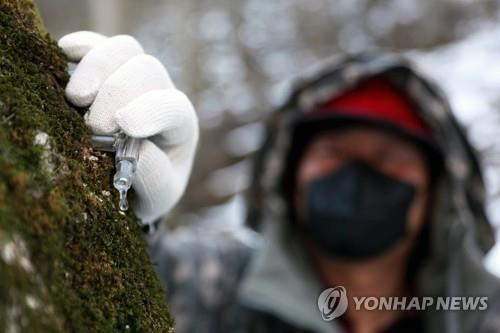 고로쇠 수액 채취 [연합뉴스 자료사진]