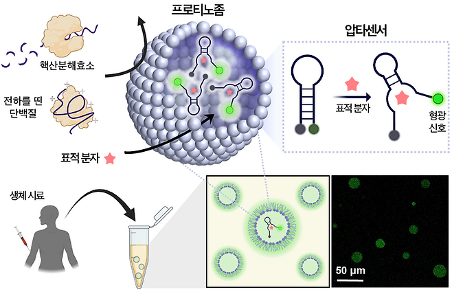 포스텍, 체내 표적 분자 신속 검출하는 압타머 센서 개발