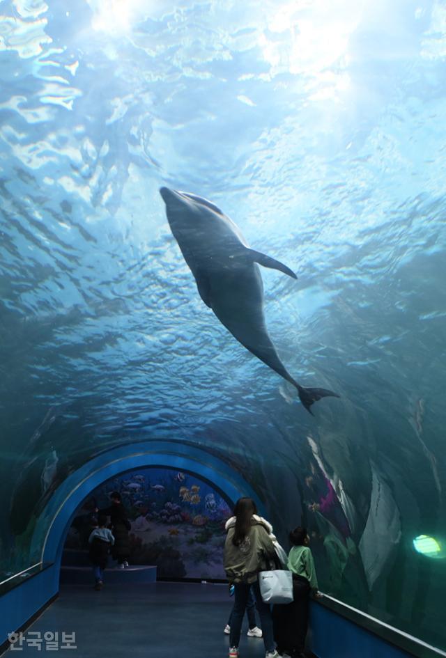 장생포 고래생태체험관에는 큰돌고래 네 마리가 살고 있다.